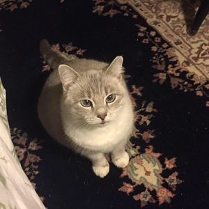 Meet your Posher, Anne